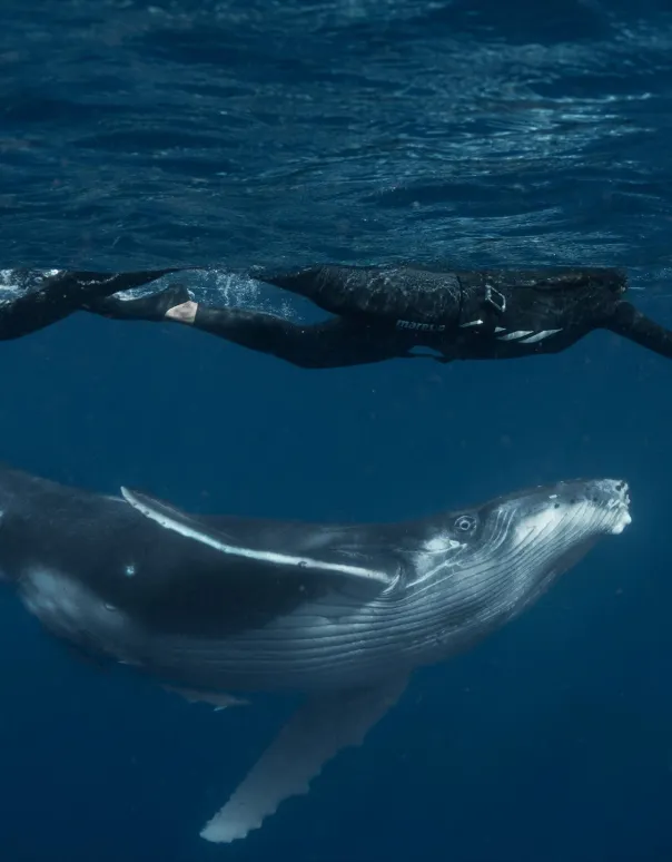 Freediving above a humpback whale